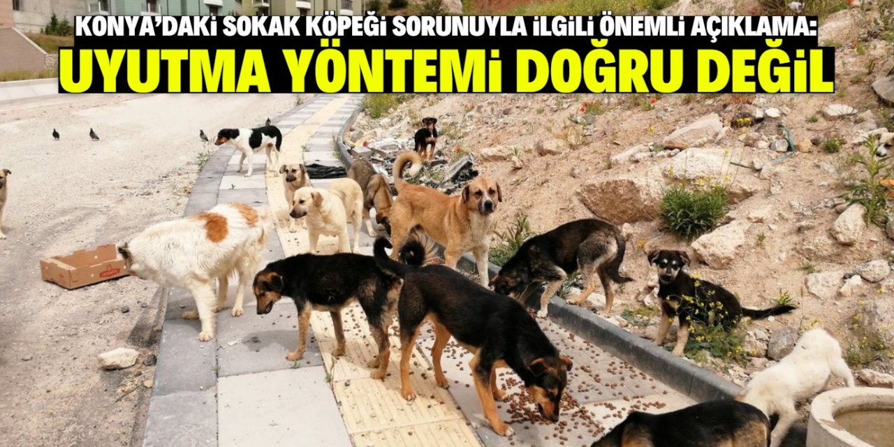 Konya'daki sokak köpeği sorunuyla ilgili önemli açıklama: Uyutmak doğru değil