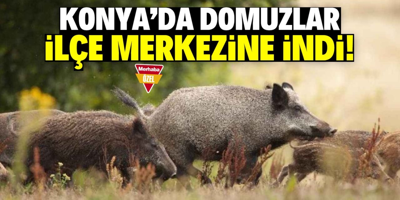 Konya'da domuzlar ilçe merkezine indi! Ekili alanlara zarar veriyorlar