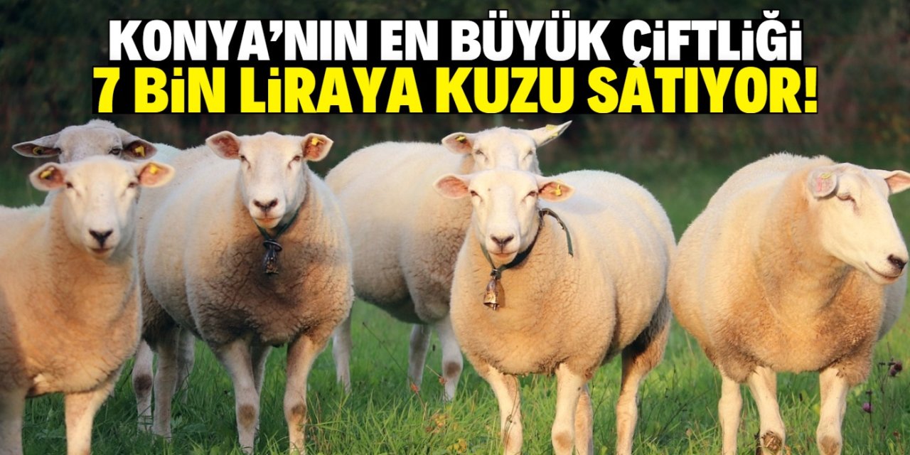 Konya'da ucuz kuzu satılacak