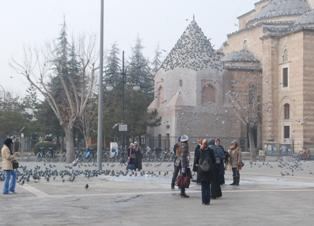 Güvercinlerin yem kapma yarışı