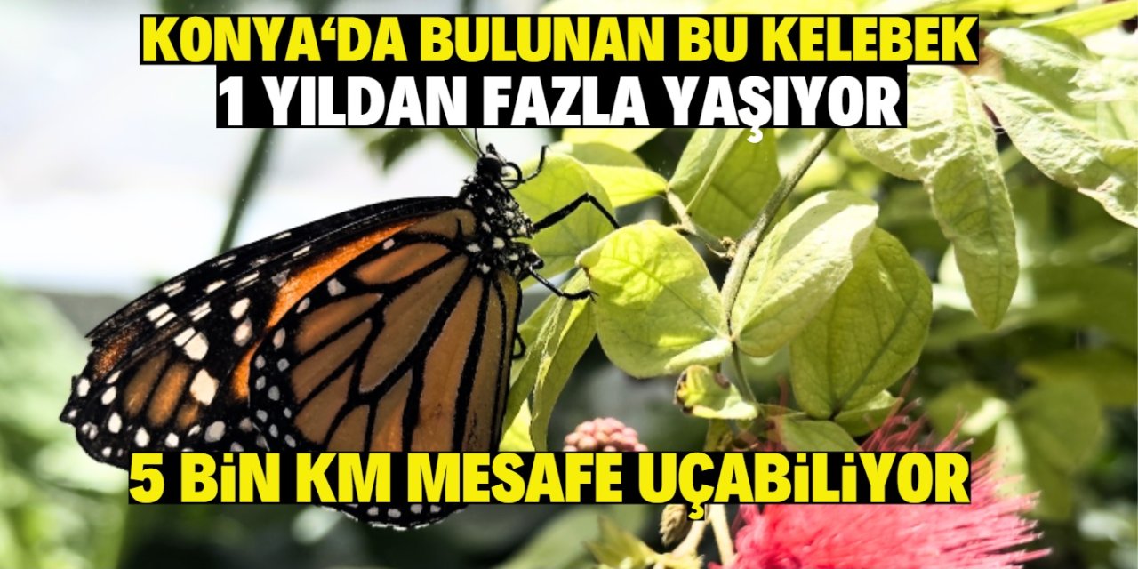 Konya'da bulunan bu kelebek 1 yıldan fazla yaşıyor! 5 bin km mesafe uçabiliyor