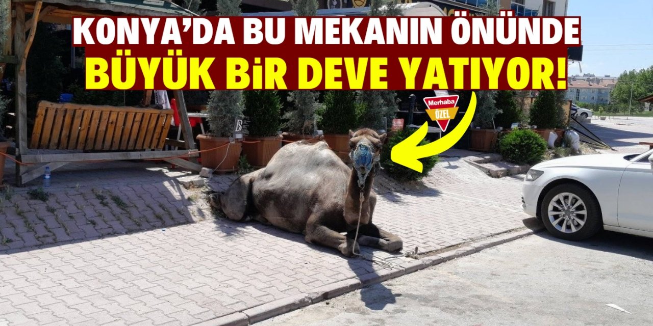Konya'da bu mekanın bekçisi deve oldu! Akşama kadar kapının önünde yatıyor