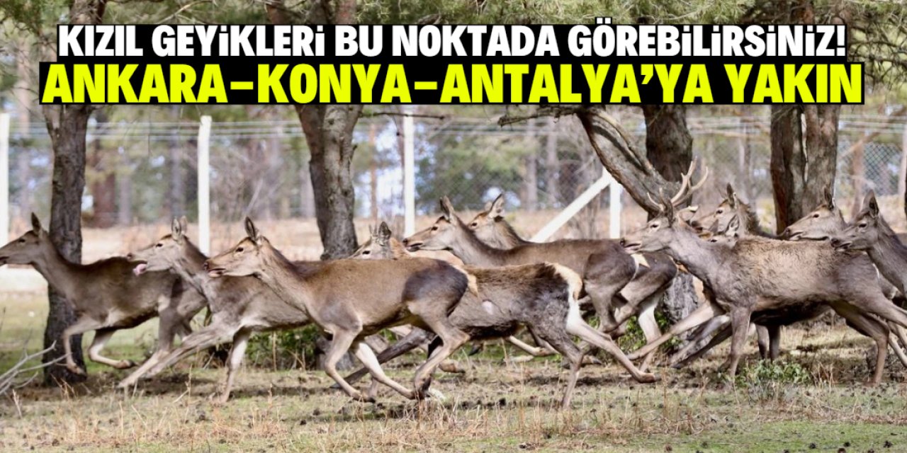 Kızıl geyikleri bu ormanda görebilirsiniz! Ankara, Antalya ve Konya'ya yakın