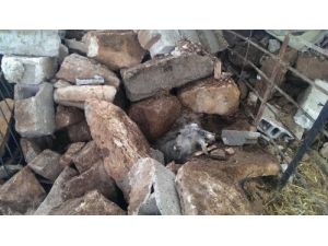 Depremde Yıkılan Ahırda 15 Keçi Feci Telef Oldu