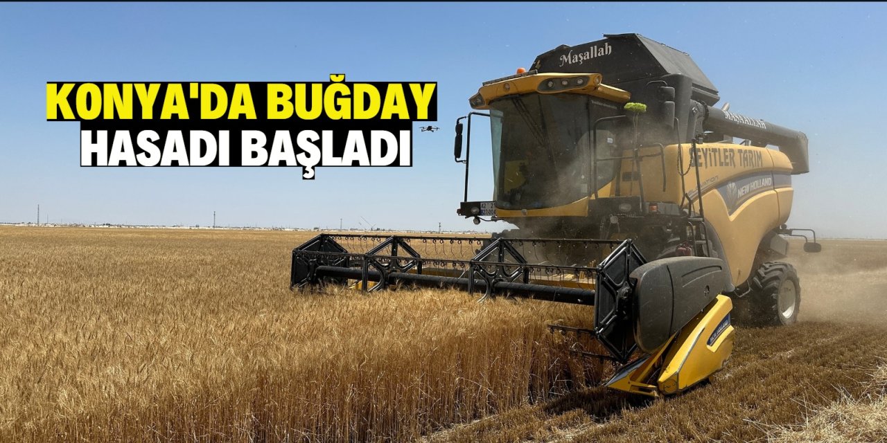 Konya'da buğday hasadı başladı