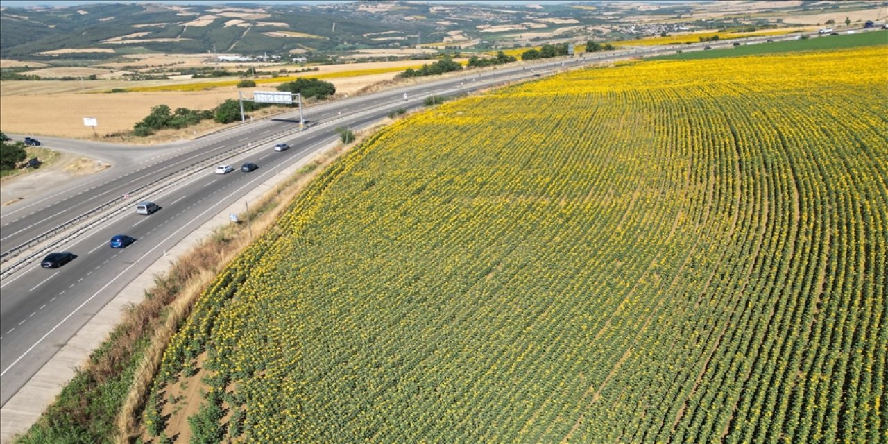 Tekirdağ'da ayçiçeği tarlaları sürücülere renkli manzara sunuyor