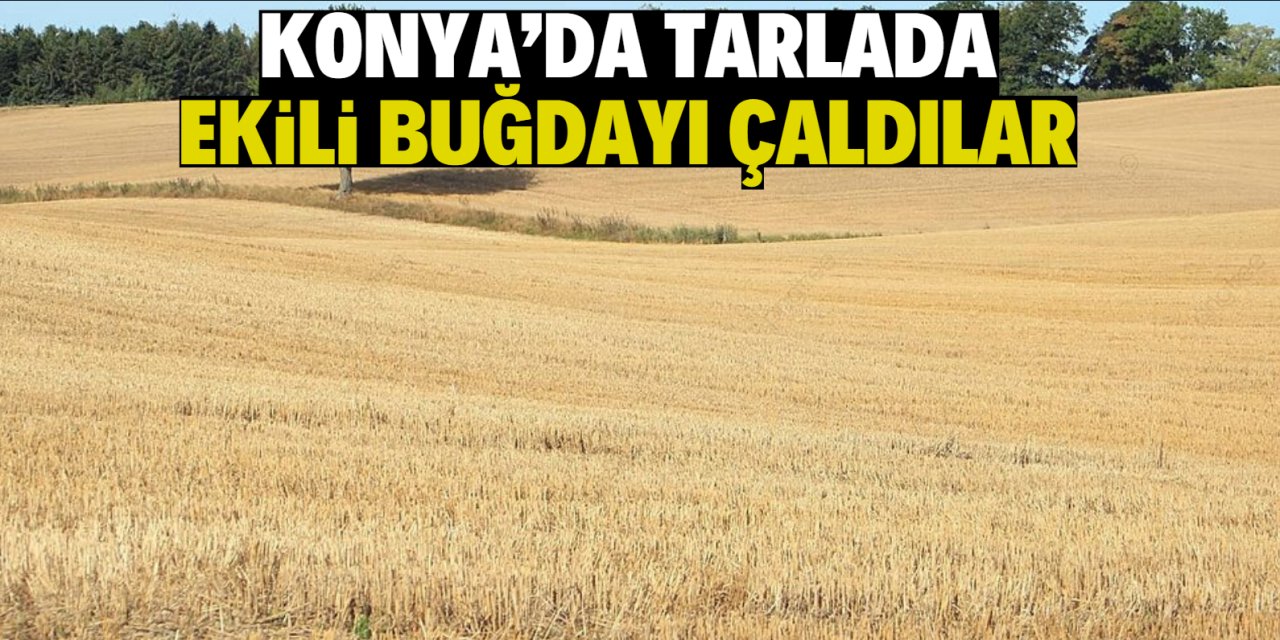 Konya'da tarlada ekili buğdayı çaldılar!