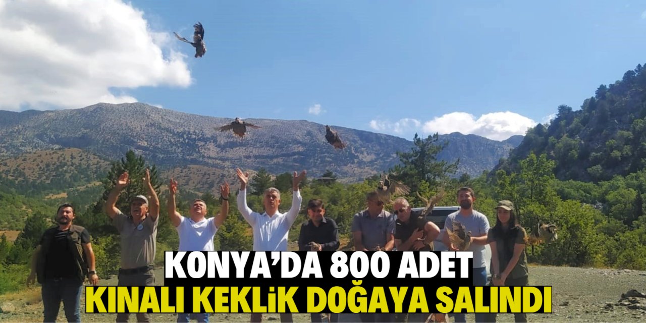 Konya'da 800 adet kınalı keklik doğaya salındı