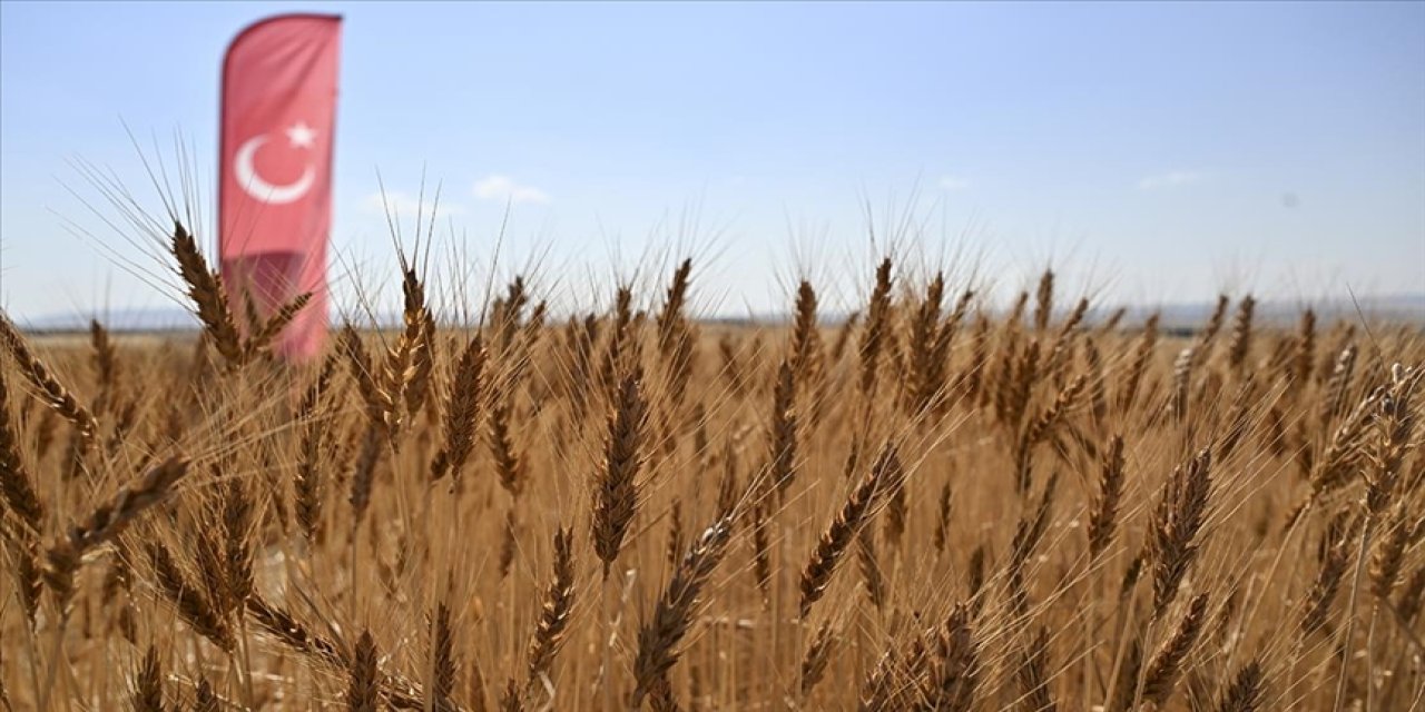 Yerli ve milli buğday çeşitlerinin hasadı yapıldı