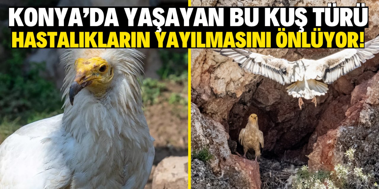 Nesli tükenmekte olan bu kuş türü Konya'da yaşıyor! Hastalıkların yayılmasını önlüyor