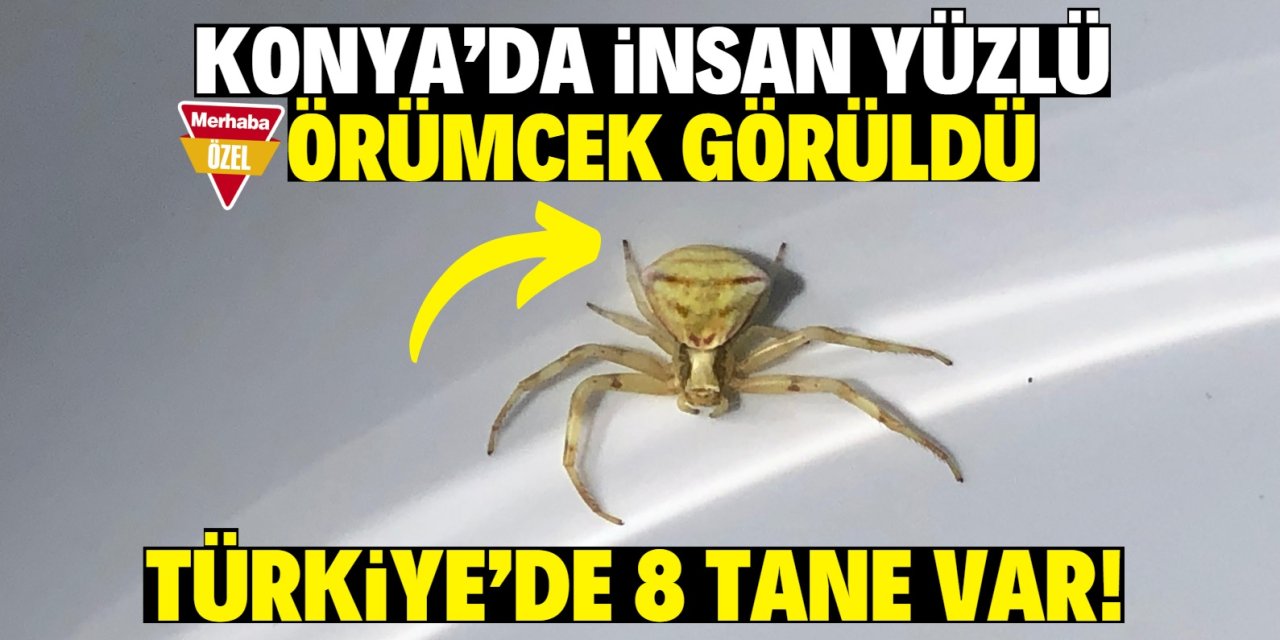 Konya'nın Sarayönü İlçesi Ladik Mahallesi'nde  insan yüzlü örümcek korkusu!