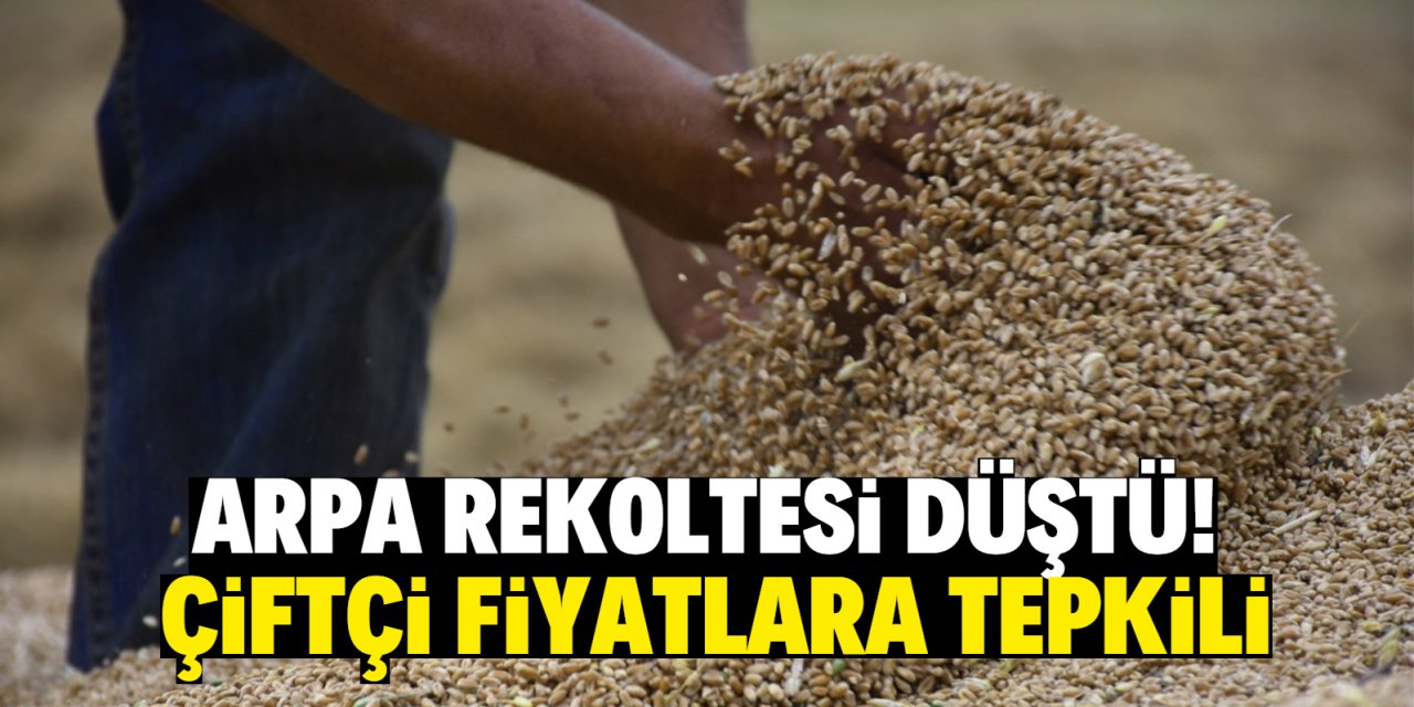 Arpa rekoltesi düştü çiftçi fiyatlara tepkili