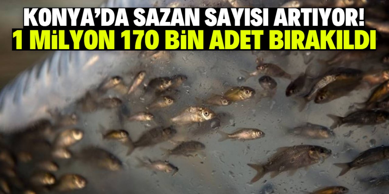 Konya'da 55 farklı yere 1 milyon 170 bin sazan bırakıldı