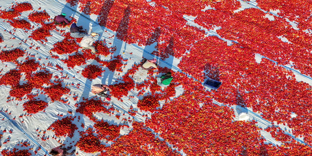 Kuru domates ihracatı patladı! İlk 6 ayda 69 milyon 123 bin dolarlık ihracat