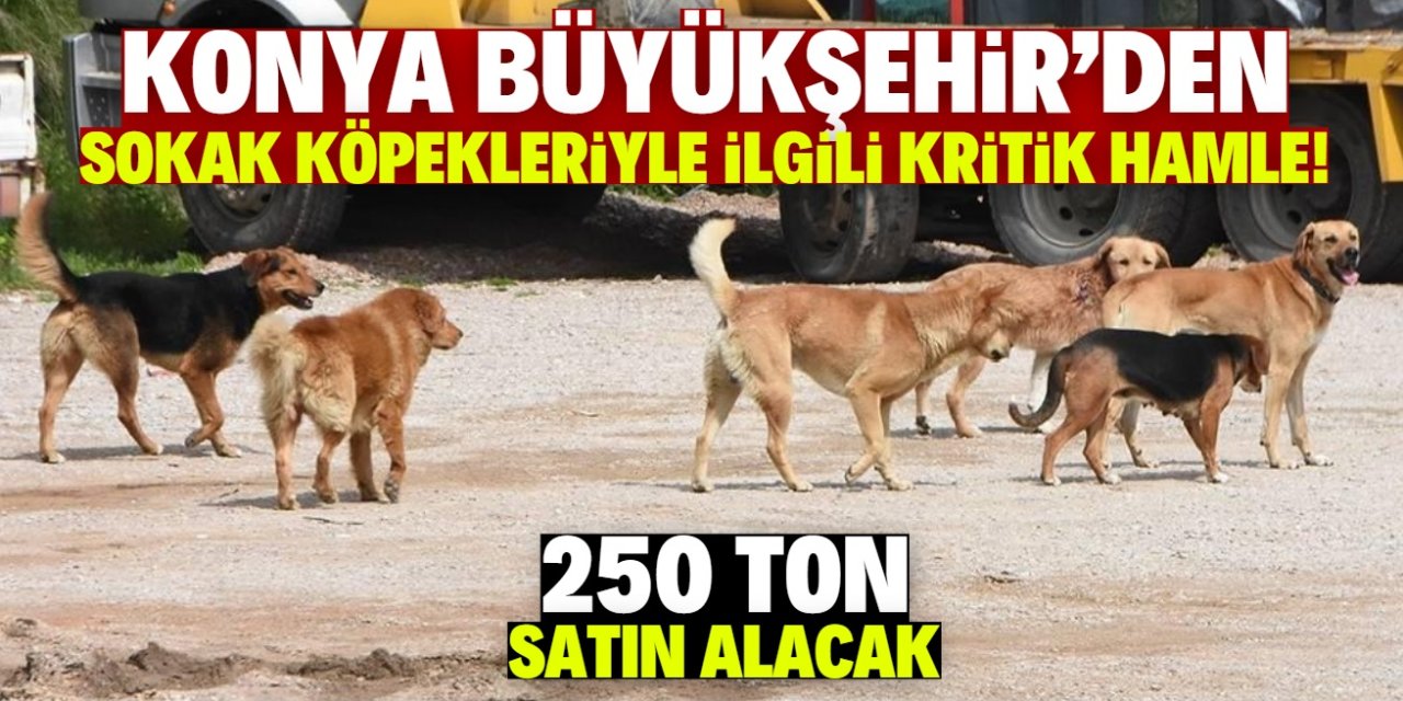 Konya Büyükşehir'den sokak köpekleriyle ilgili kritik hamle! 250 ton satın alacak