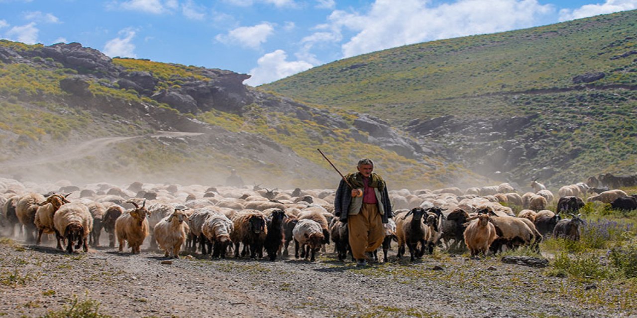 Türkiye'deki bu yayla 400 bin küçükbaş hayvana ev sahipliği yapıyor