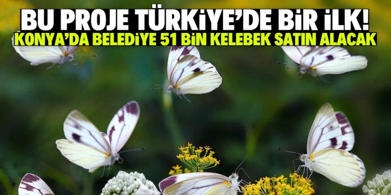Konya'da belediye 51 bin tane kelebek satın alacak! Teslimat 4 ay sürecek