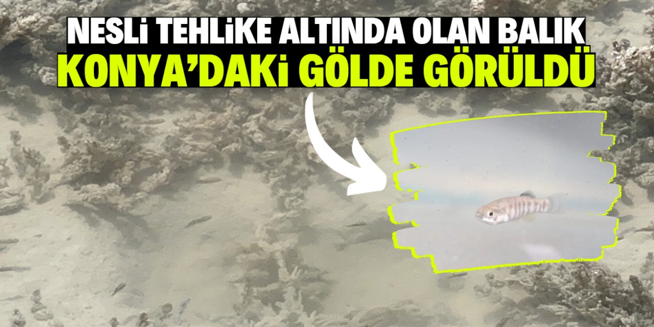 Konya'daki gölde nesli tükenme tehlikesi altında olan balık görüldü!