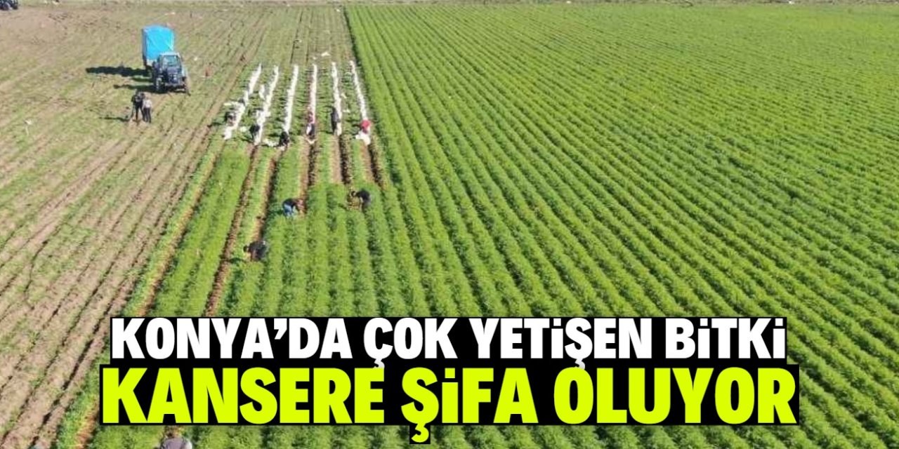 Kanser tedavisinde yeni dönem: Konya'da çok yetişen bitki şifa oluyor