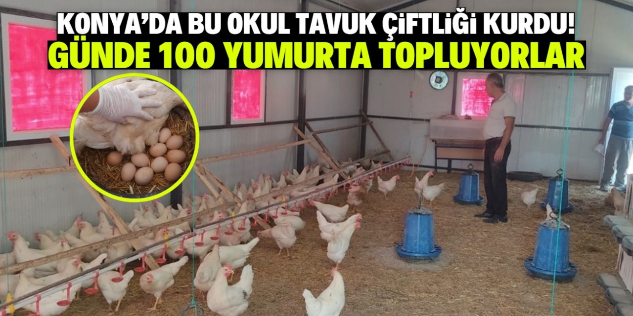 Konya'daki bu lisenin tavuk çiftliği var! Günde 100 yumurta üretiliyor