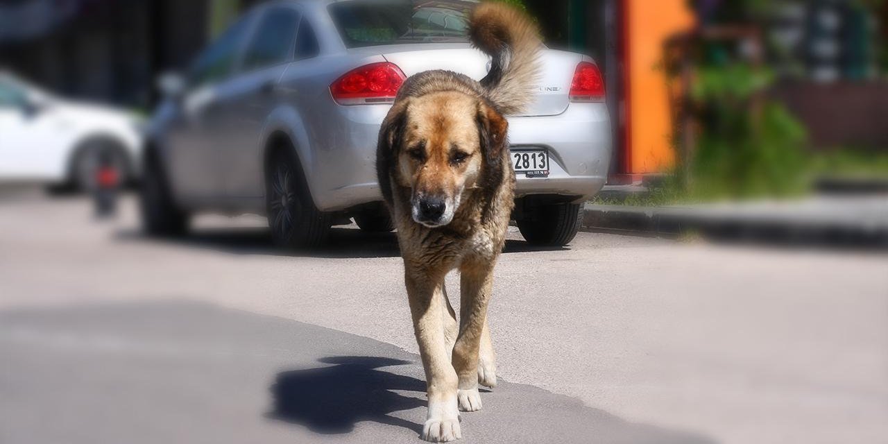 ‘Sokak köpekleri’ ile   ilgili düzenleme yasalaştı