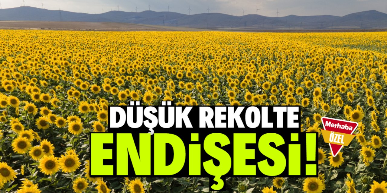 Ayçiçeğinde düşük rekolte endişesi!