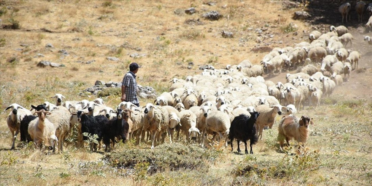 Depremden etkilenen Malatya'da devlet desteğiyle hayvancılık gelişiyor