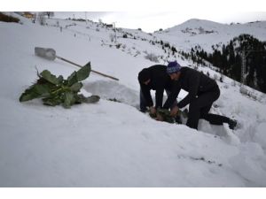 Karla Kaplı Tarlada Pancar Hasadı