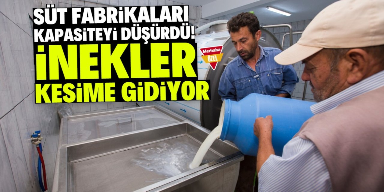 Konya'da süt fabrikaları kapasiteyi düşürdü! İnekler kesime gidiyor