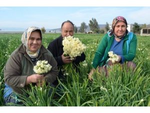 Kuraklık Nergis Yetiştiricilerini Vurdu