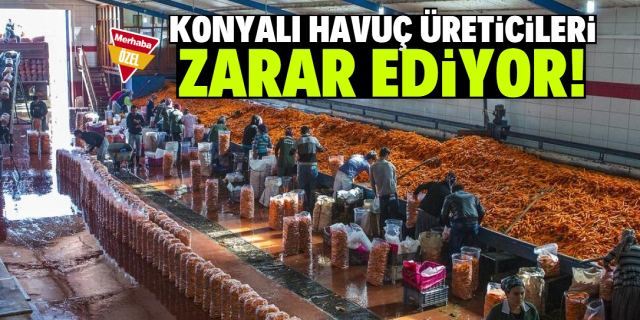 Konyalı havuç üreticileri büyük zarar ediyor! Üretimi azaltacaklar