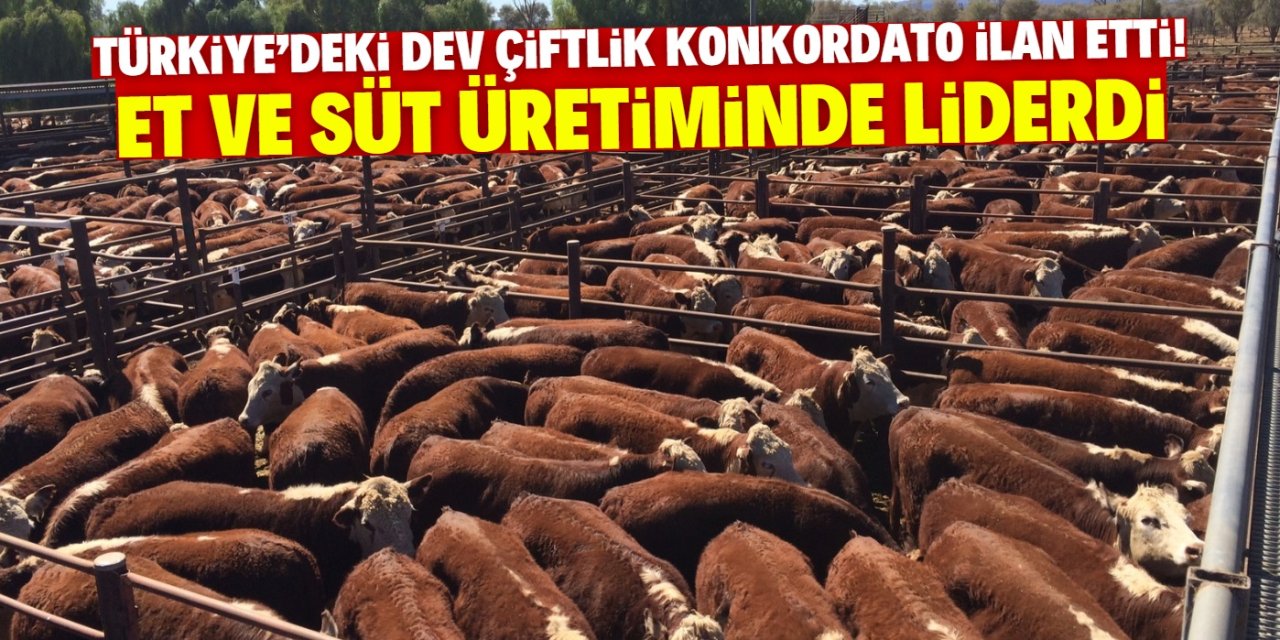 Türkiye'deki meşhur çiftlik konkordato ilan etti! Et ve süt üretiminde liderdi