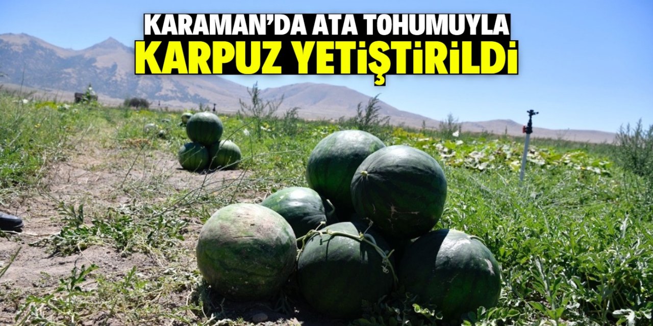 Karaman'da ata tohumuyla karpuz yetiştirildi