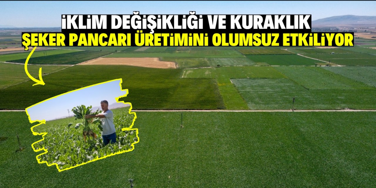 İklim değişikliği ve kuraklık şeker pancarı üretimini olumsuz etkiliyor