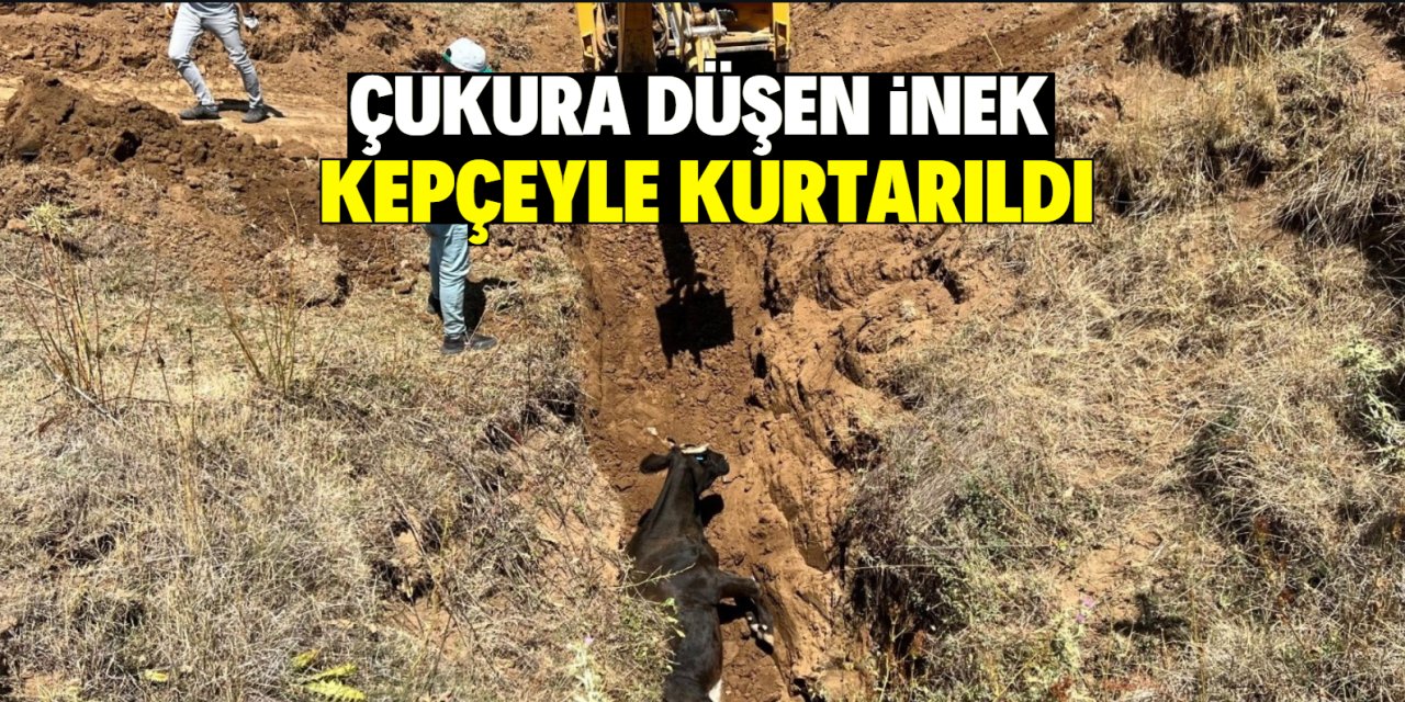 Çukura düşen inek kepçeyle kurtarıldı