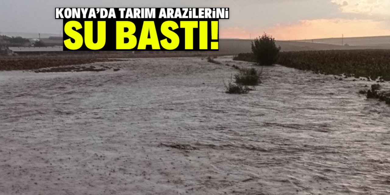 Burası Konya! Tarım arazilerini sağanak yağışla su bastı