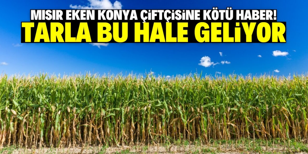 Mısır eken Konya ve Karaman çiftçisine kötü haber! Tarla bu hale geliyor