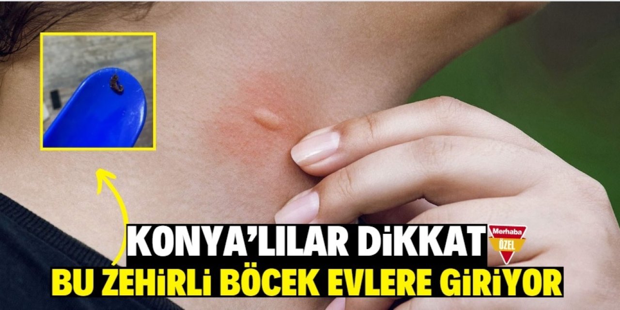 Konyalılar dikkat! Bu zehirli böcek evlere giriyor