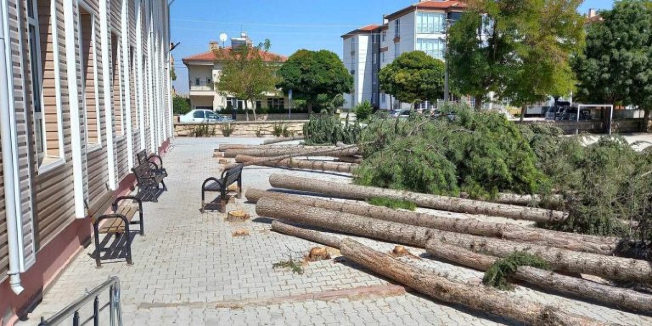 Okul bahçesinde ağaç katliamı