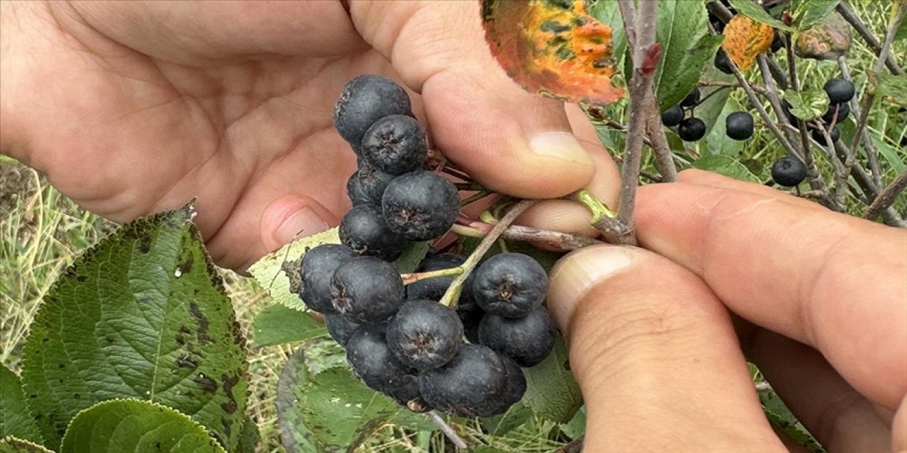 Aronyada hasat mesaisi başladı