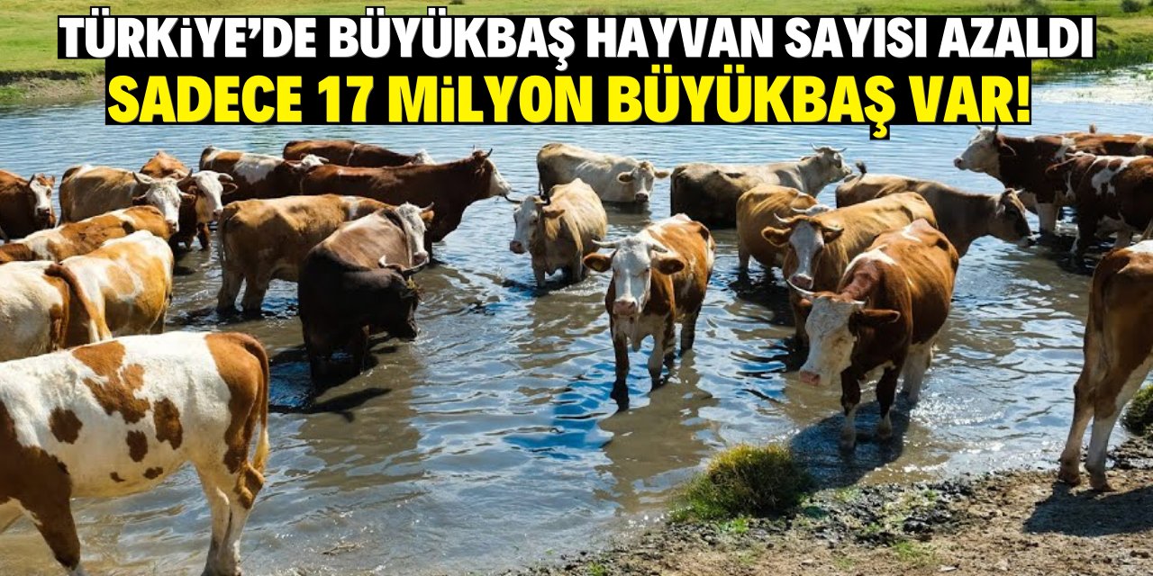 Türkiye'de büyükbaş hayvan sayısı azaldı! Sadece 17 milyon büyükbaş var!