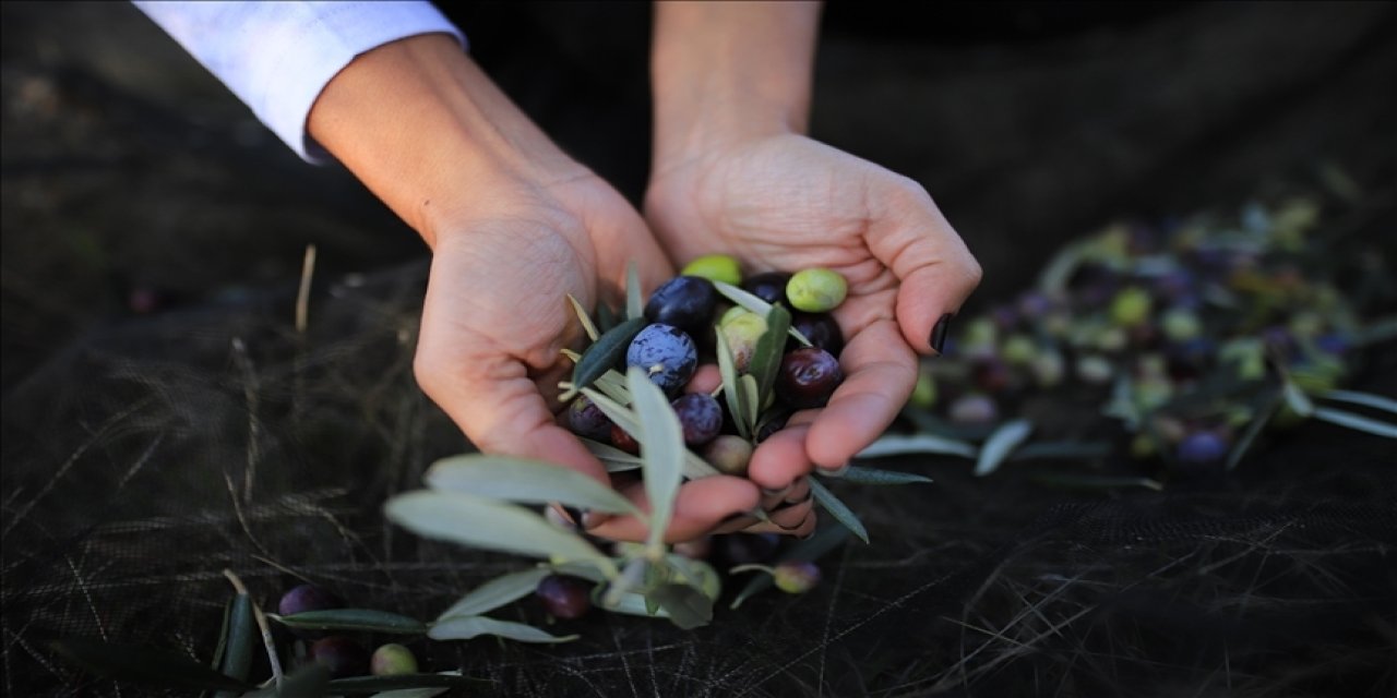 Zeytin üreticisi ihracat sınırlamasının kalkmasından memnun