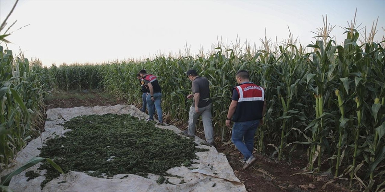 Mısır tarlalarında kenevir   yetiştiren 2 şüpheli yakalandı