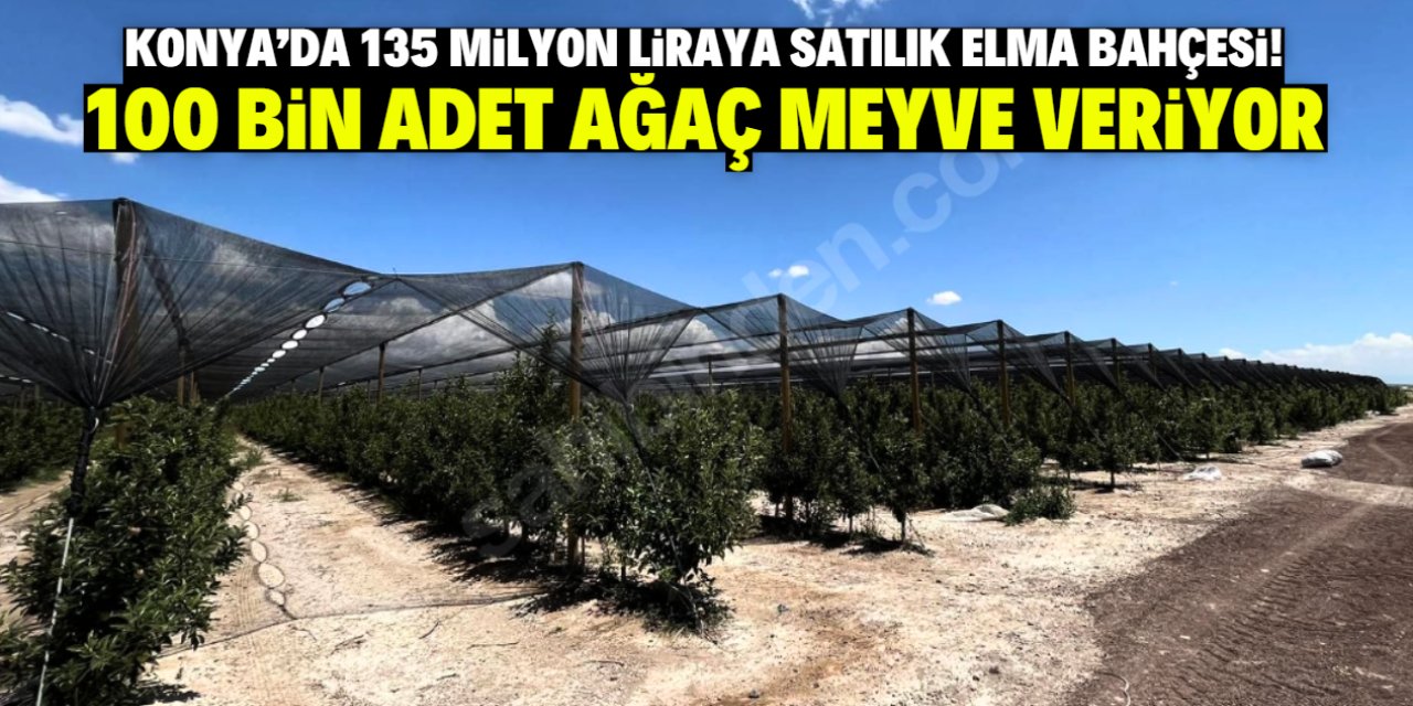 Konya'da iş değişikliği nedeniyle 135 milyon liraya satılık bahçe! 100 bin elma ağacı var