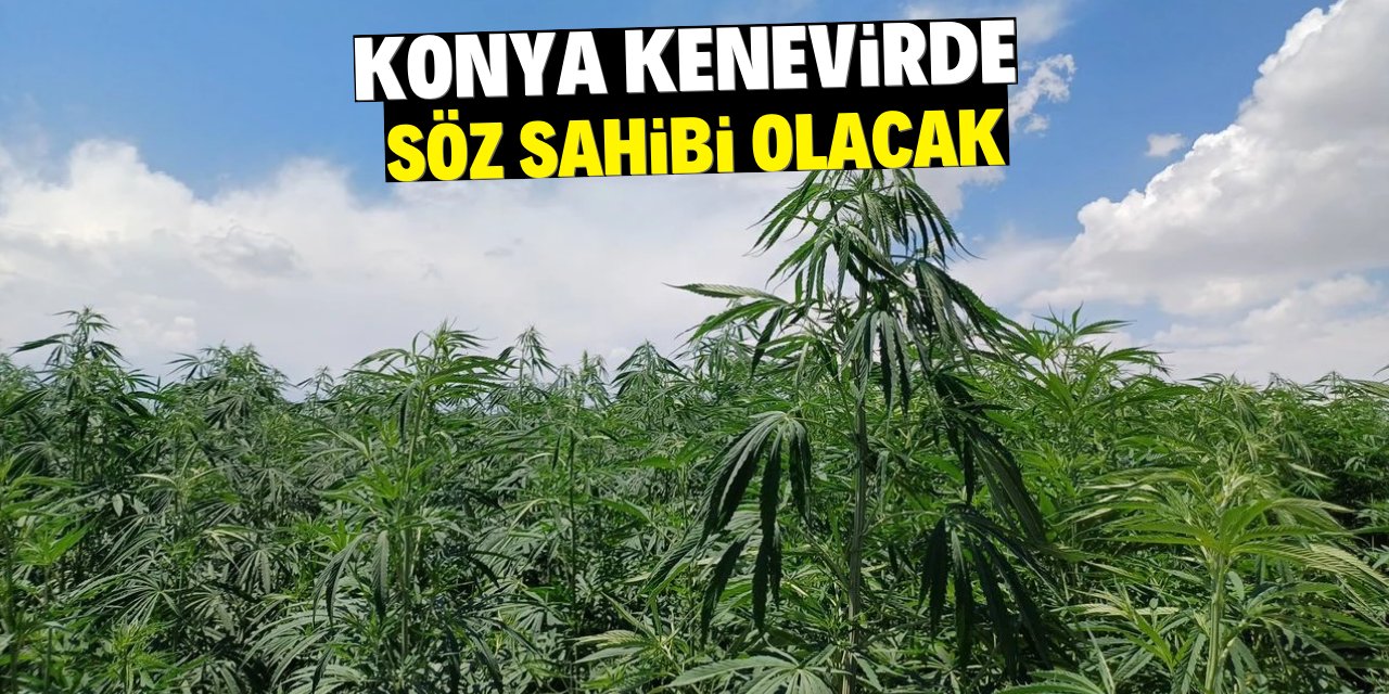 Konya kenevirde  söz sahibi olacak