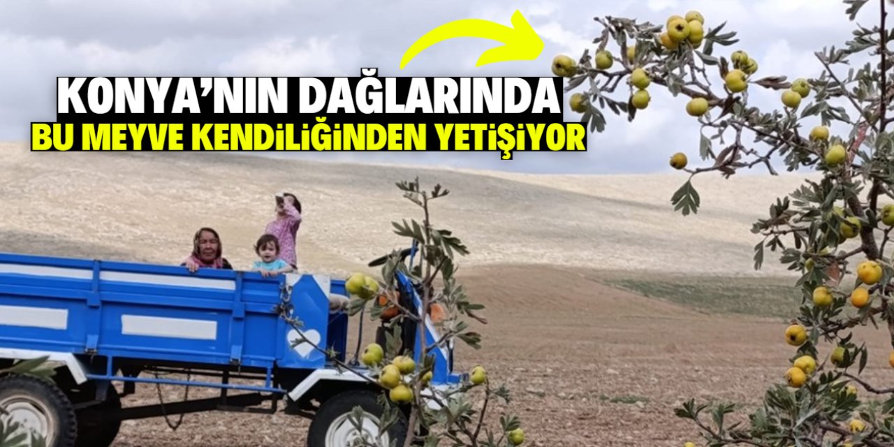 Konya'nın dağlarında kendiliğinden yetişen meyve toplanmaya başladı