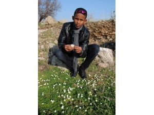 Papatyalar Kış Ortasında Side'de Yüzünü Gösterdi