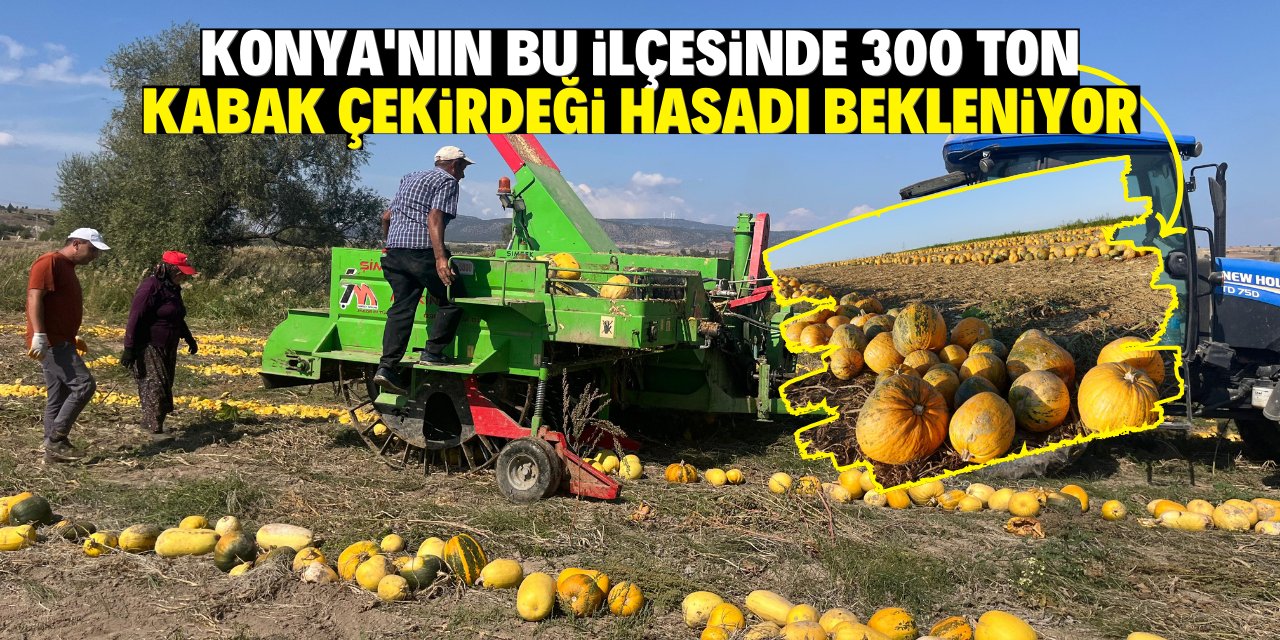 Konya'nın bu ilçesinde 300 ton kabak çekirdeği hasadı bekleniyor