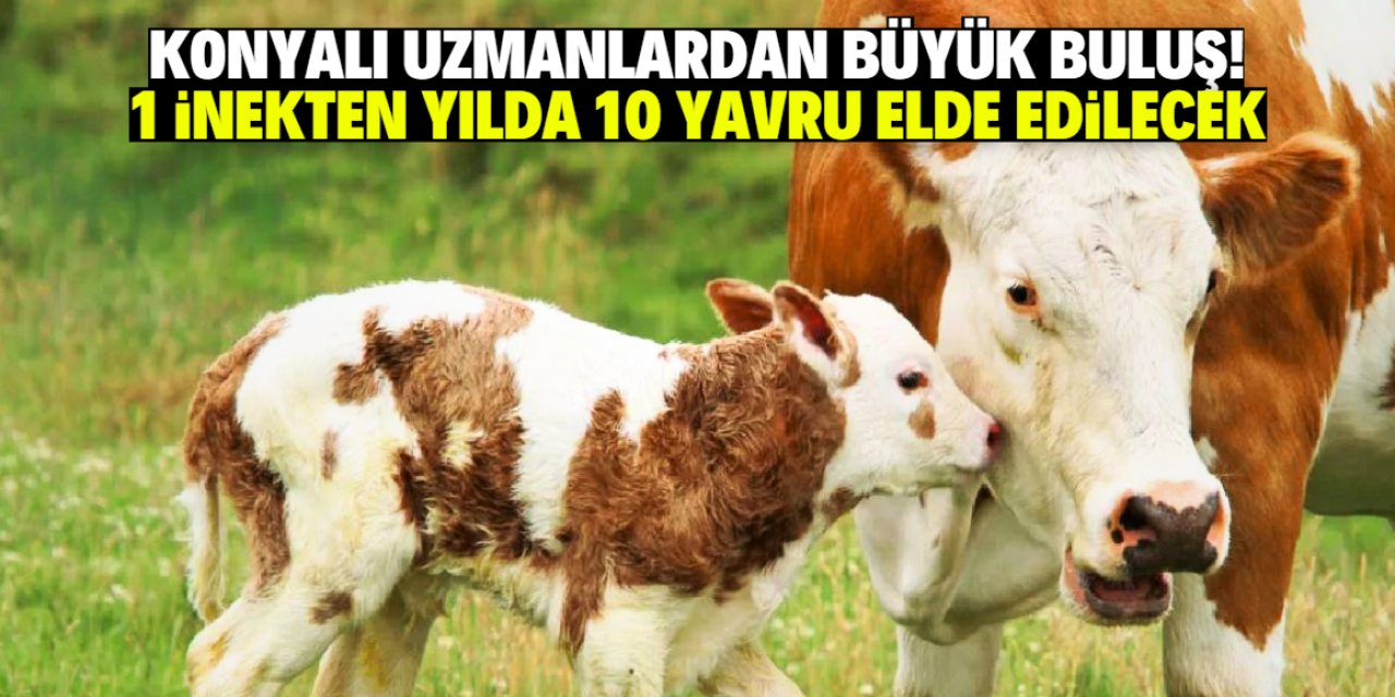 Konyalı uzmanlardan büyük buluş! 1 inekten yılda 10 yavru elde edilecek