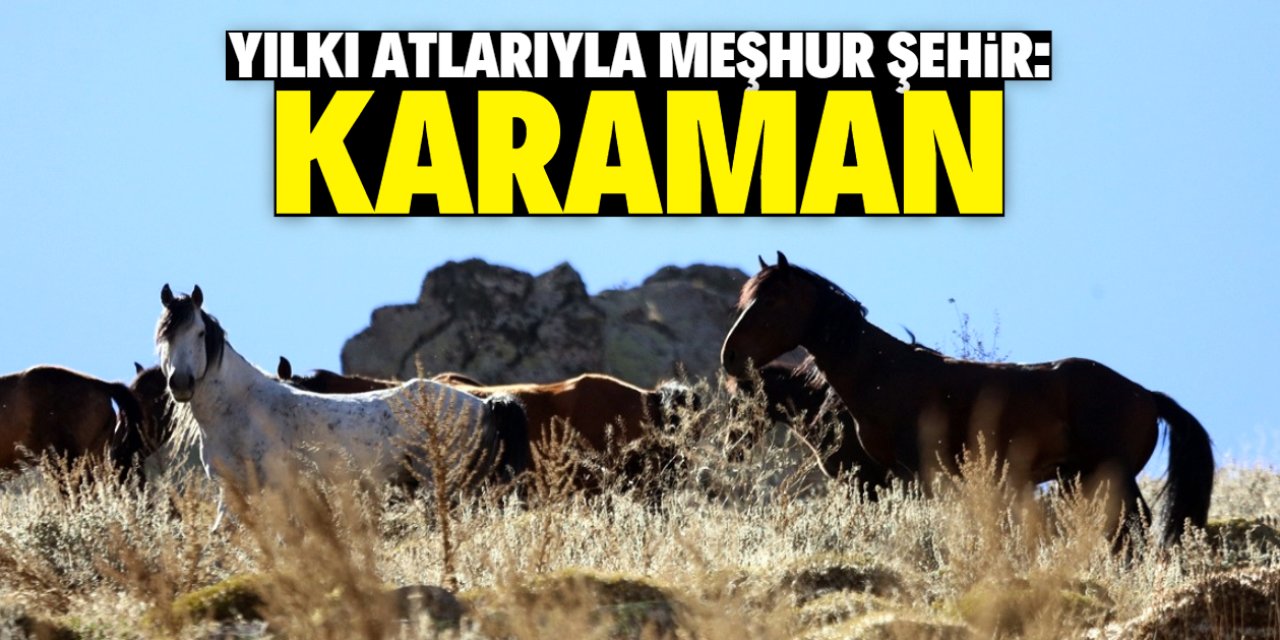 Yılkı atlarıyla meşhur şehir: Karaman